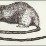 Anatomy of the Long Tail